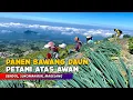 Download Lagu PANEN BAWANG DAUN DI ATAS AWAN !! Pemandangan Alam Desa Gendol, Sukomakmur - Cerita Desa Magelang