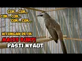 Download Lagu cuk cuk cuk cuk suara trucukan memanggil lawan untuk trucuk macet bunyi 99% jamin NYAUT