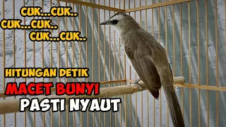 Download cuk cuk cuk cuk suara trucukan memanggil lawan untuk trucuk macet bunyi 99% jamin NYAUT MP3