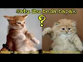 Download Lagu Inilah Anak Kucing Hasil Kawin Silang Antara Kucing Persia dan Kucing Kampung (Domestik)