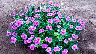 Curso Completo de Jardinagem e Decoração com Plantas