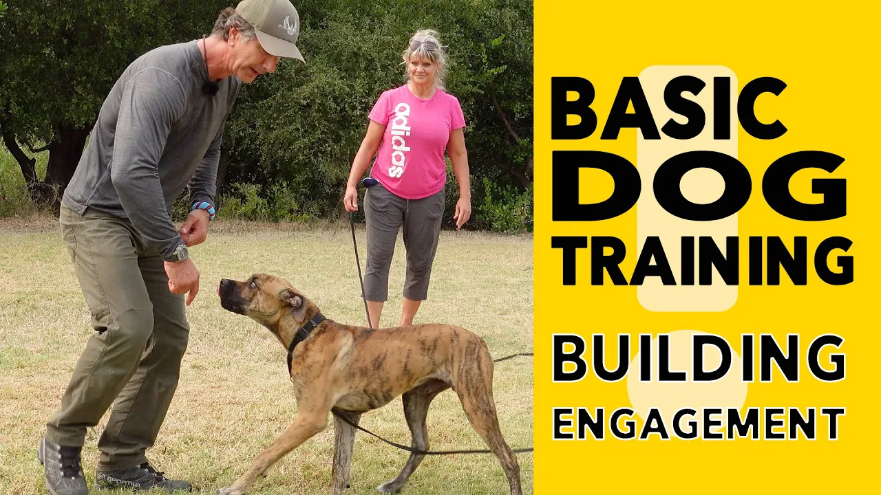 Dog Training Basics Get Your DOG to Focus on YOU