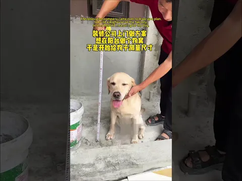 【旺仔很忙🐶wangzai is busy】装修公司上门做方案，给狗子做个符合狗体工程学的狗窝 The renovation company started measuring for my dog.