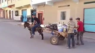 فيديوهات غلاسة ضحك حتى الموت دندنها