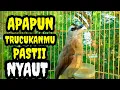 Suara Burung Trucuk Betina Memanggil Jantan Apuh buat pancingan trucukan gacor
