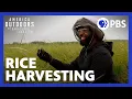 Why Wild Rice Harvesting in Minnesota is Endangered PBS