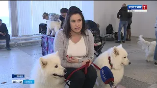 В Омске прошла выставка собак, кошек и не только