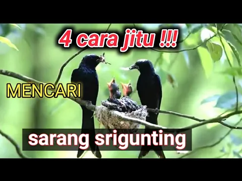 Download MP3 cara mencari sarang srigunting \u0026 Awar awar