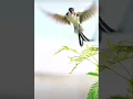 Download Lagu Birds dancing in the air attracting female