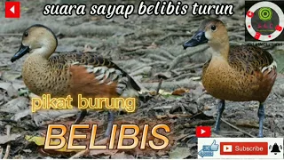suara pikat belibis turun suara sayap turun yang di cari cari pemikat belibis youtuber 