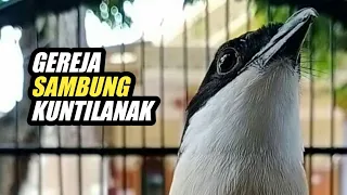 masteran cendet isian gereja sambung kuntilanak