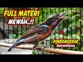 Download Lagu KOLIBRI NINJA GACOR FULL BONGKAR ISIAN ROLL TEMBAK INI COCOK UNTUK PANCINGAN KONIN AGAR CEPAT EMOSI