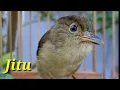 Download Lagu Burung Flamboyan Gacor Ngebren Rapat Nyerecet Cocok buat Pancingan