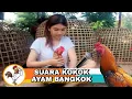 Download Lagu Pancingan suara ayam bangkok agar berkokok lebih cepat