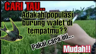 Download CEKLOK/Cek lokasi cara ngetest ada/tidak populasi burung walet MP3