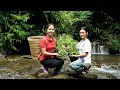 Download Lagu Colhendo De Samambaia ... Comida selvagem das montanhas,Plantas medicinais preciosas na floresta