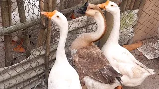 COMO saber se o GANSO é MACHO ou FÊMEA.