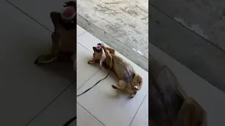 It’s a dogs life 🐶 #shorts #puppylove #happypuppy