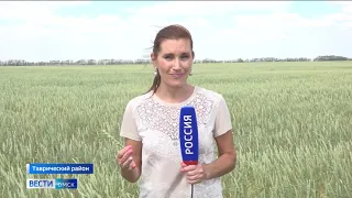 Аграрии подсчитывают убытки из-за засухи — в одном из хозяйств Таврического района побывала наша съемочная группа
