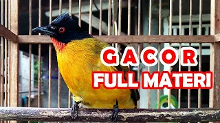 Download Kicau Burung Kutilang Emas: Gacor Sepanjang hari MP3