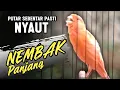 Lagu KENARI GACOR PANJANG Emosi Cuit Cuit Rol Rapat, Pancingan Kenari Paud, Pelatihan Burung Kenari