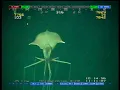 Magnapinna Squid ORIGINAL FOOTAGE at Drilling Site