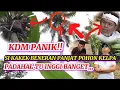 Lagu KAGET‼️KDM MELIHAT KAKEK TUA MASIH BISA MANJAT POHON KELAPA TINGGI#dedimulyadi #kdm #kangdedimulyadi