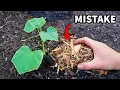 You re Using Mulch WRONG 5 Errors That Will Wreck Your Garden