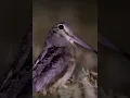 Download Lagu burung yang pendiam (BUKAN MILIKKU)