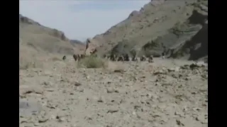 شهید امیر عبدالمالک ریگی 