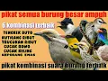 Download Lagu suara pikat burung besar ampuh terbukti anti gagal 6kombinasi suara burung terbaik #pikatburungbesar