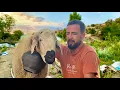 Download Lagu WIJ HEBBEN BELLEN AAN DE SCHAPEN GEDAAN / WIJ KOPEN DE MEEST NUTTIGE EFFECT BAAL VOOR DE SCHAPEN