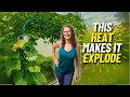Download Lagu Tuinrondleiding door extreme hitte: wat groeit er eigenlijk bij temperaturen van 38 graden Celsiu...
