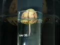 Lagu Avocado Growing in Water Time Lapse - 120 Days in 59 Seconds