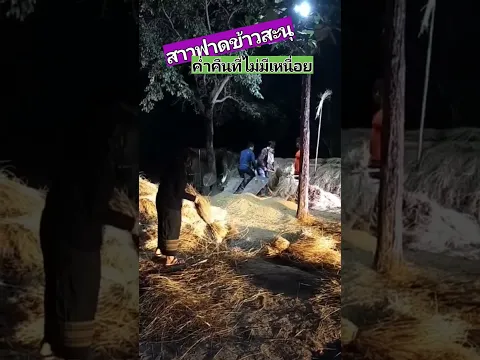 การนวดข้าวบนลานข้าวของคนอีสาน