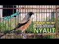 Download Lagu burung cendet gacor BONGKAR EMOSI JITU buat PANCINGAN CENDET AGAR BUNYI jadikan BURUNG PENTET GACOR