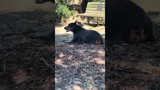 #Fyp #dream #doberman #pets #YouTube