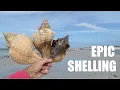 Post storm shelling was epic Shells and beach critters were everywhere