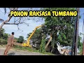 GILA❗️GAK KUAT RUBUHIN POHON RAKSASA❗️RUBUHIN SEMUA❗️#kdm 