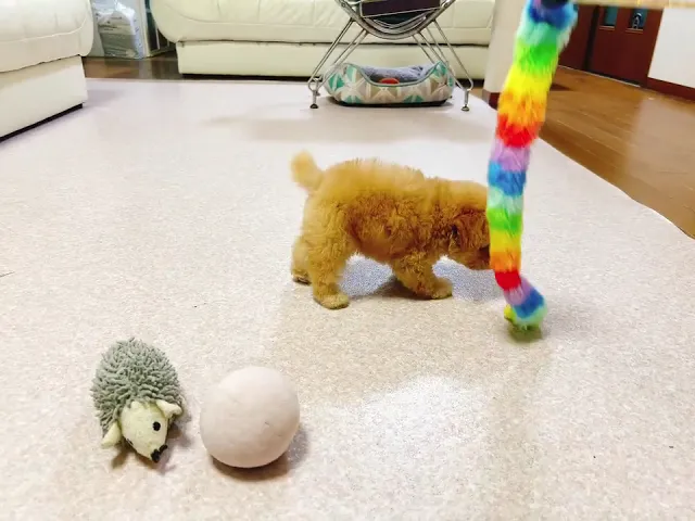 動画