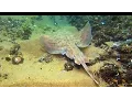 Fenwick Shoals Scuba Diving - July 2014