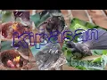 Download Lagu 14 hari dari Netas sampai Besar || Burung Kipasan #Shorts