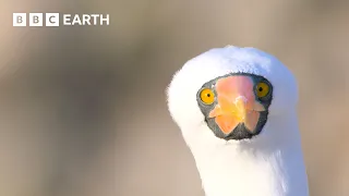 1 Hour of Bird Watching in 4K U BBC Earth