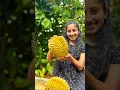 Download Lagu Durian Lovers, This Shake is for You 🌝| දූරියන් බොමු 😋 #shorts #foryou #durian #shake