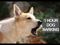 Download Lagu Dog barking 1 hour, dog barking voice, dog barking sounds