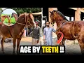 How to Tell a Horse s Age by Its Teeth What You Need to Know