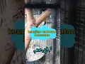 Download Lagu fakta unik tentang burung rambatan Dora emon