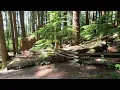 Walk with Rocco Through a Lush Forest 🐾 | Mossy Trails, Birds & Nature Sounds | North Vancouver 4K