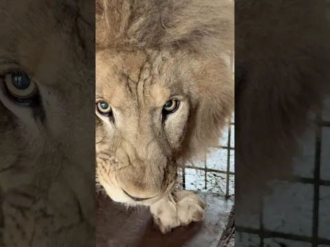 Lion 🦁 Brand #wildliferescue #largecats #tigerspotted #animals #lionnation #bigcat #wildlife 😱