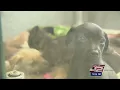 San Antonio Pets Alive asks city for 500K